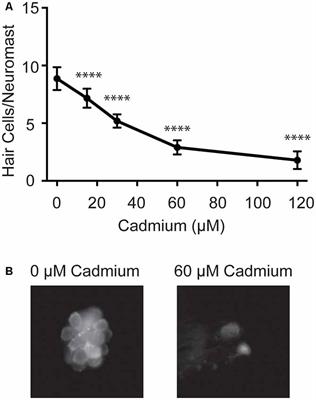 Mechanotransduction Activity Facilitates Hair Cell Toxicity Caused by the Heavy Metal Cadmium